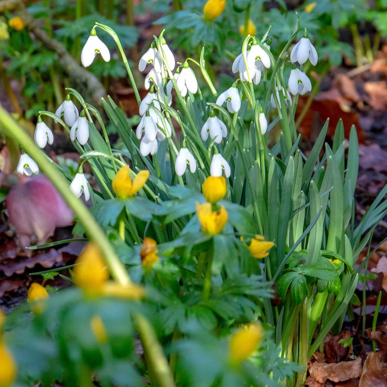Common Snowdrop (galanthus Nivalis) In The Green | 25 x Bulbs | Multi