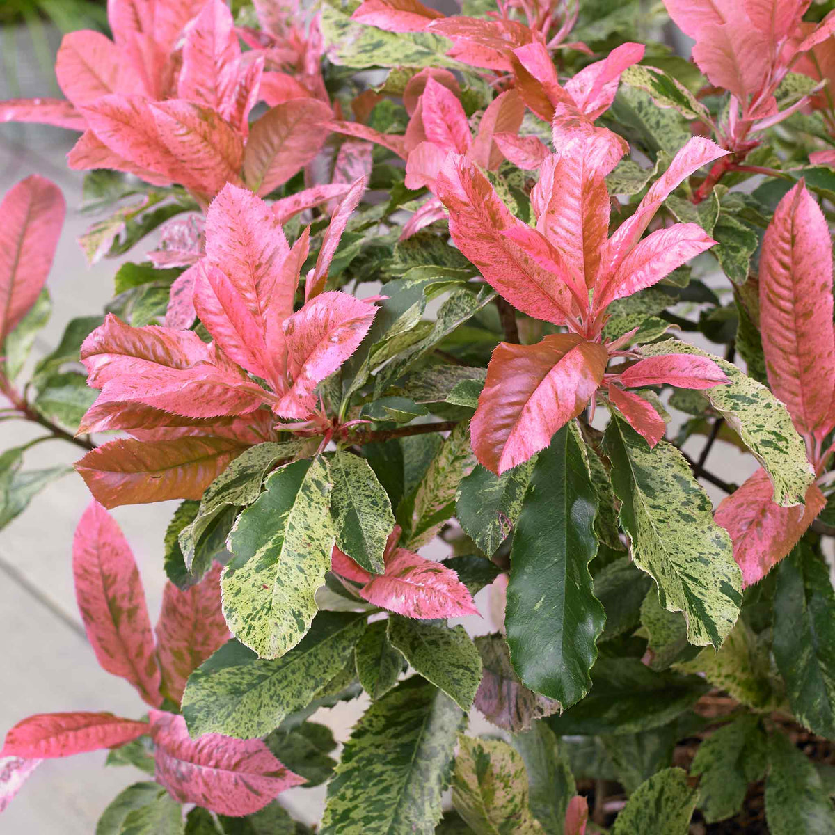 Photinia 'pink Crispy' Half-standard Evergreen | 1 x 3L | Multi