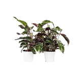 Prayer Plant - 2 Pcs. - Calathea Lietzei 'white Fusion' - Height 30-40cm - ⌀14cm | Set of 2 | Green
