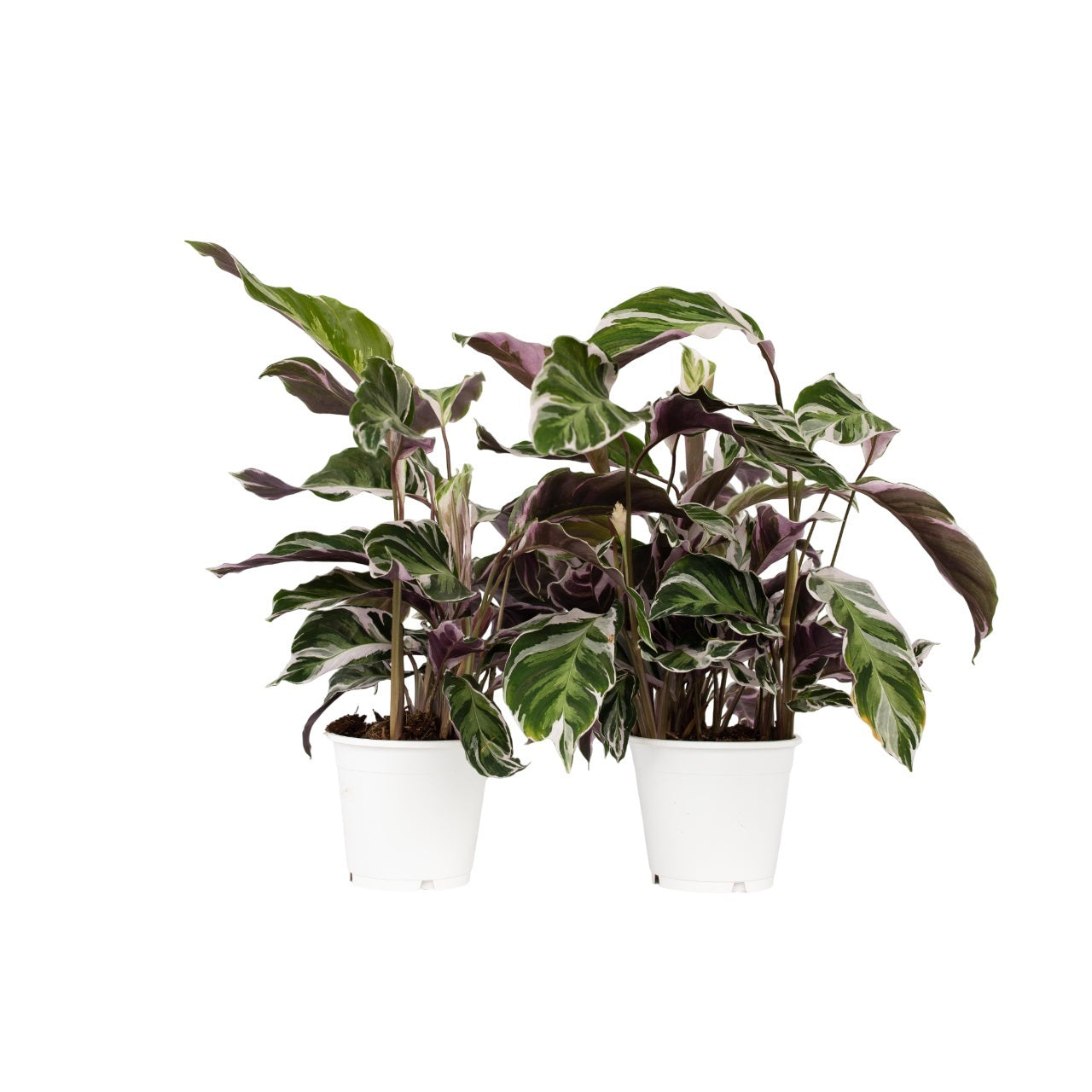 Prayer Plant - 2 Pcs. - Calathea Lietzei 'white Fusion' - Height 30-40cm - ⌀14cm | Set of 2 | Green