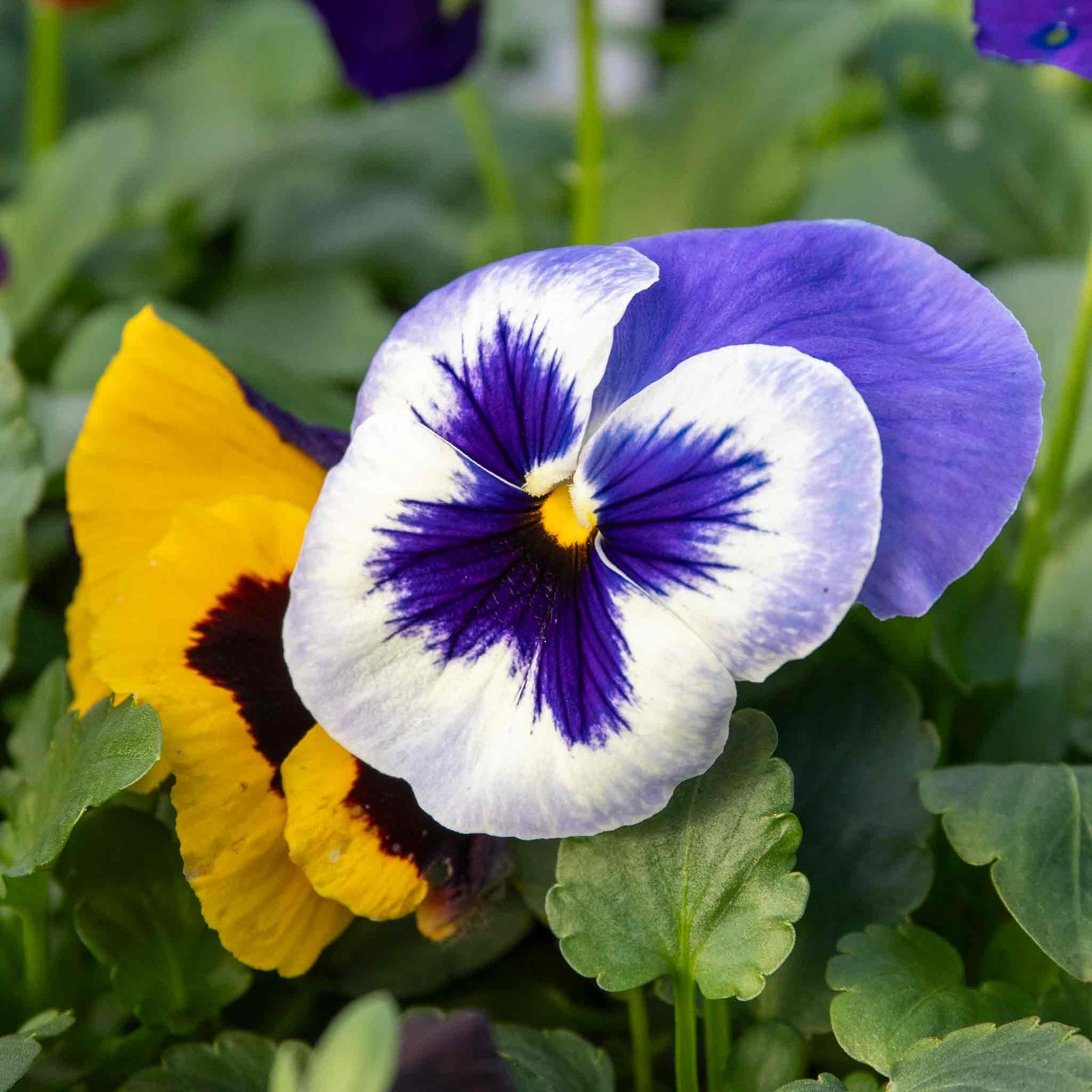 Pansy Matrix Blotched Mix Pro Grower Plugs | 12 x Pro Grower Plugs | Mixed