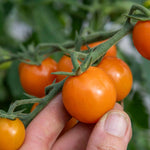 Sungold (honeycomb) Cherry Tomato Seeds | Set of 15