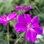 Geranium 'tiny Monster' - Hardy Magenta-pink Ground Cover | 3 x 7cm Plants | Magenta Pink