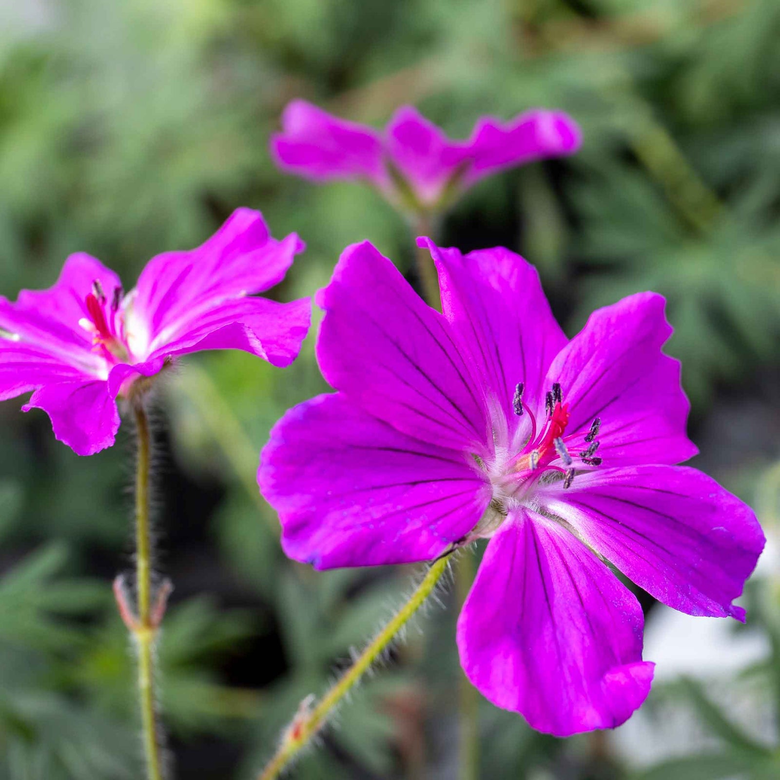 Geranium 'tiny Monster' - Hardy Magenta-pink Ground Cover | 1 x 7cm | Magenta Pink