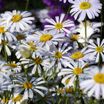 Hayloft Bedazzling Brachyscome Collection - Set Of 9 Young Plants