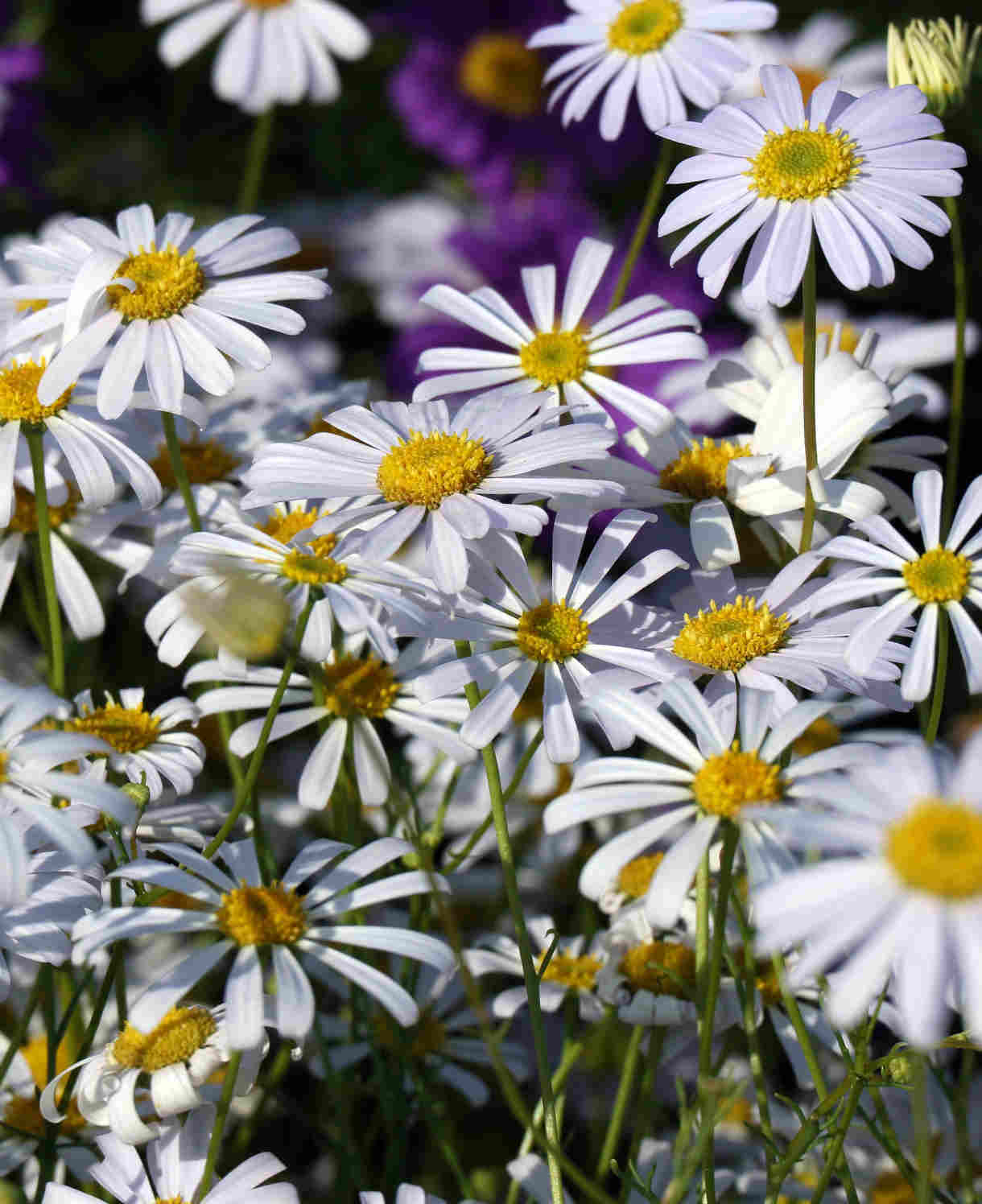 Hayloft Bedazzling Brachyscome Collection - Set Of 9 Young Plants