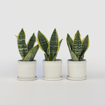 Snake Plant - 3 Pcs. - Sansevieria 'futura Superba' - Height 35-40cm - ⌀12cm | Set of 3 | Green