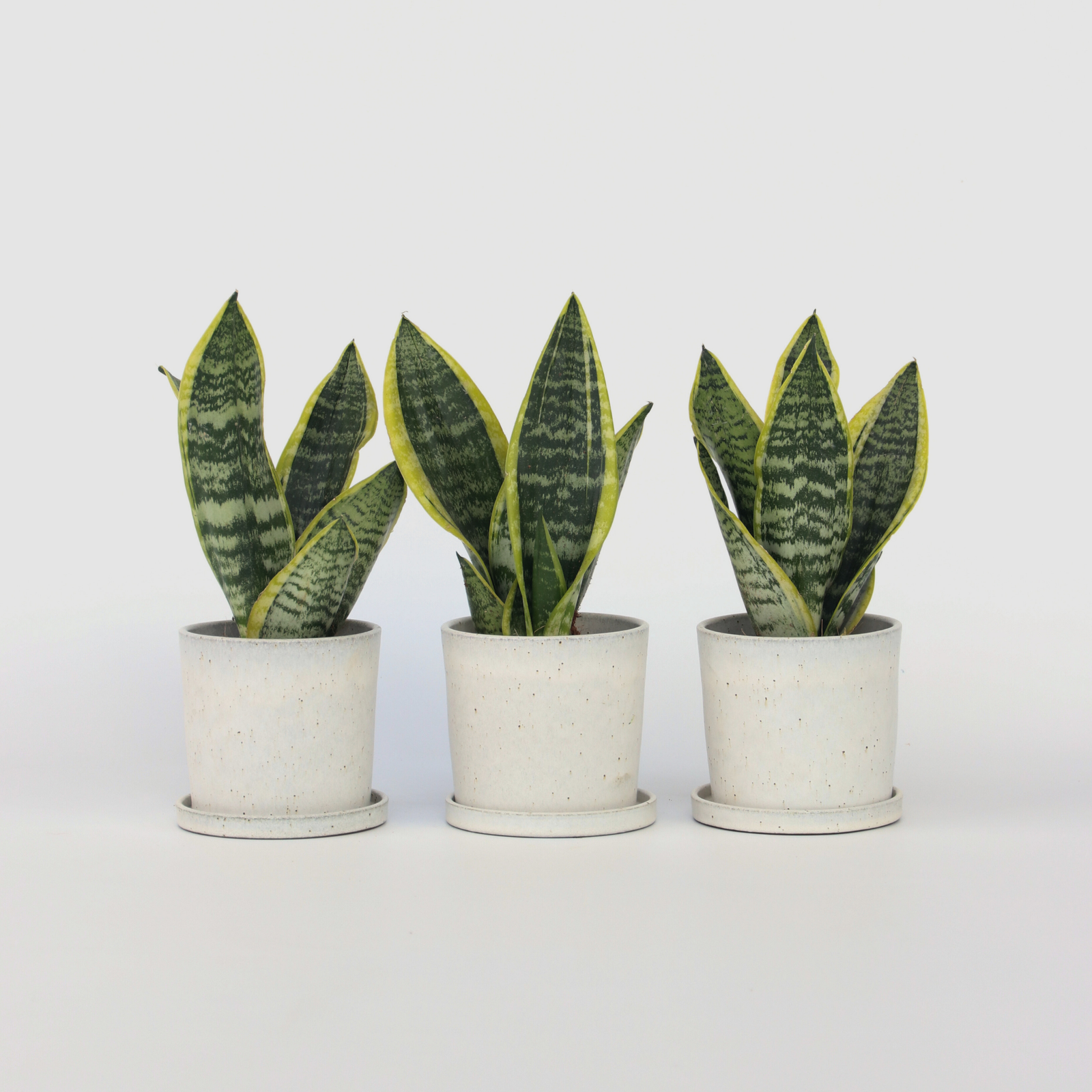 Snake Plant - 3 Pcs. - Sansevieria 'futura Superba' - Height 35-40cm - ⌀12cm | Set of 3 | Green