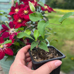 Clematis Elpis - Named In Association With The Prostate Cancer Research Charity And Representing ‘hope’ 7cm pots | 1 x 7cm