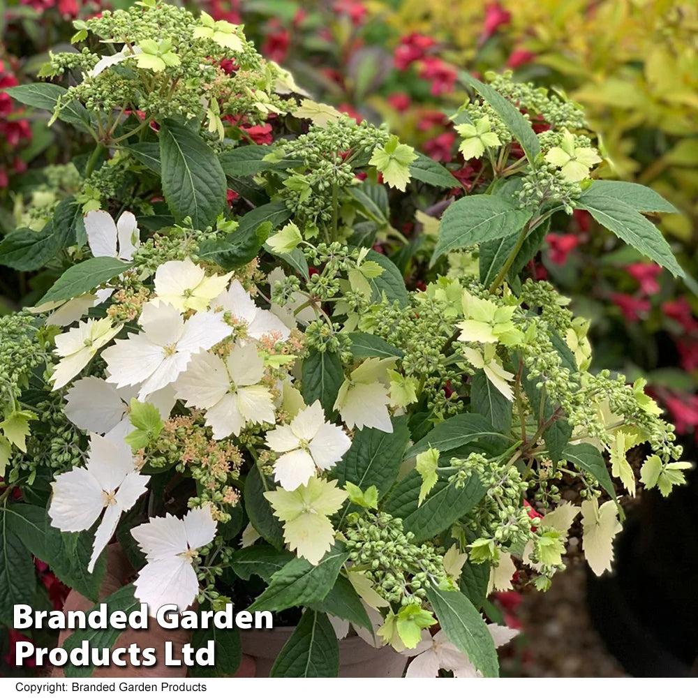 Hydrangea Cloud Nine 9cm Potted Plant | Set of 1