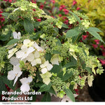Hydrangea Cloud Nine 9cm Potted Plant | Set of 2