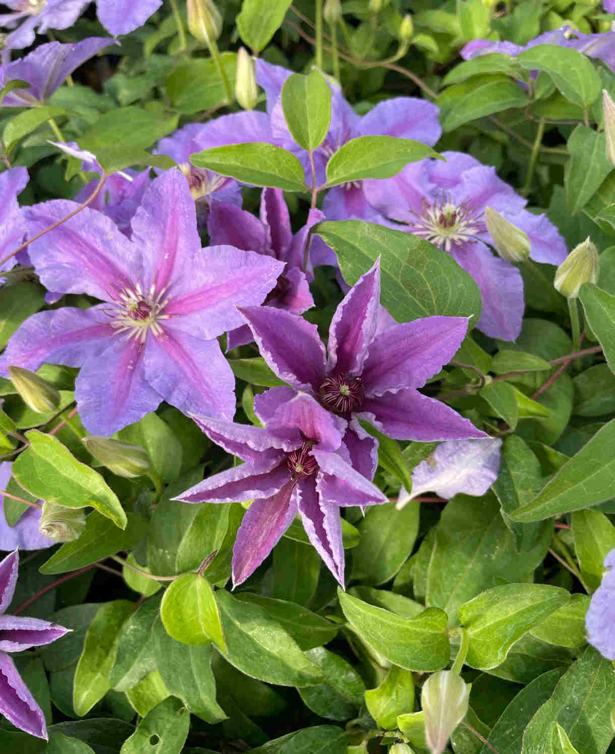 Clematis Tumaini - A Star Performer Clematis. - 7cm Pot | 1 x 7cm | Purple