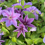 Clematis Tumaini - A Star Performer Clematis. - 7cm Pot | 3 x 7cm | Purple