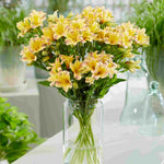 Alstroemeria Duc D'anjou 'Nicolas' - 9cm Pots | 3 x 9cm | Yellow