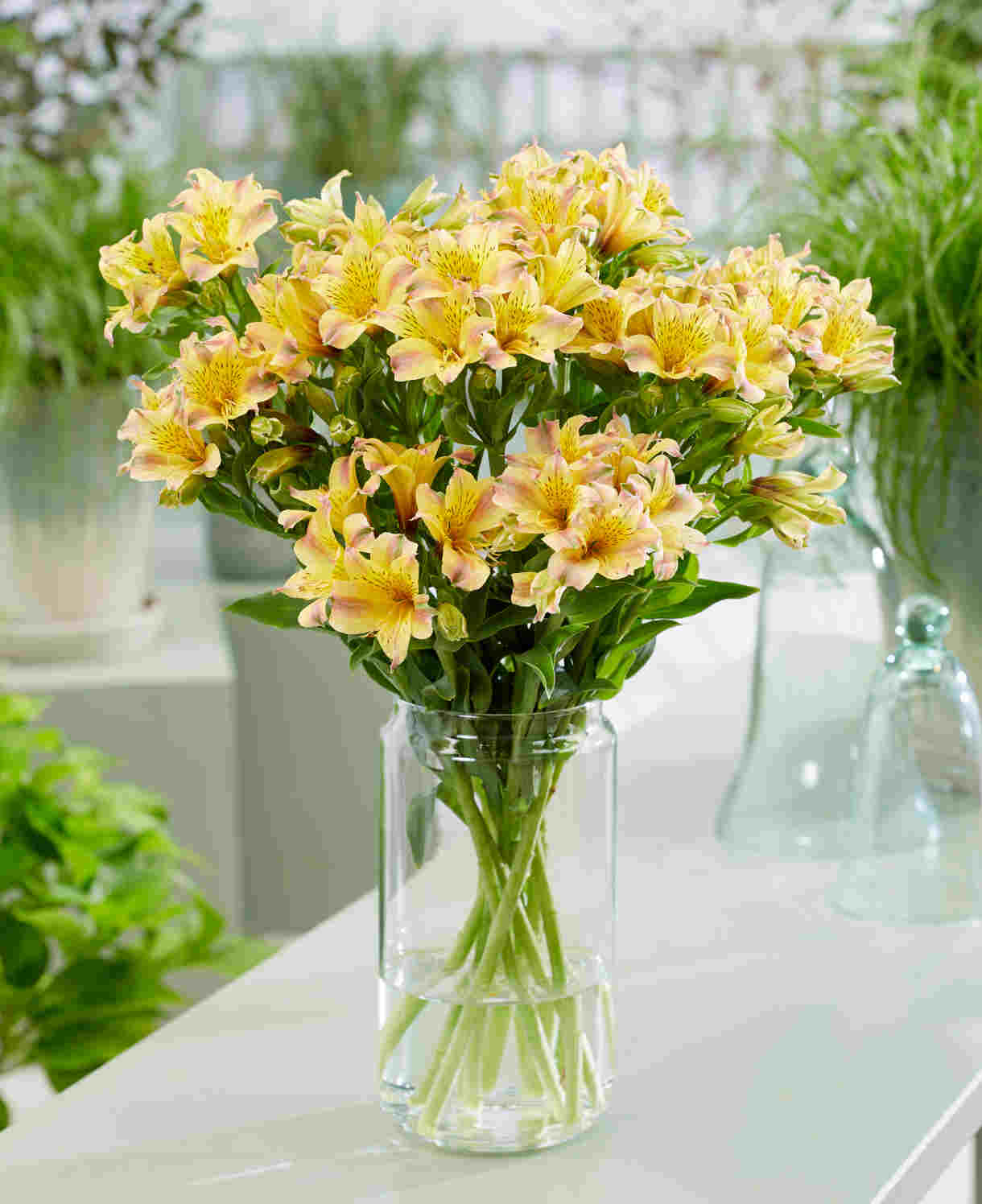 Alstroemeria Duc D'anjou 'Nicolas' - 9cm Pots | 3 x 9cm | Yellow