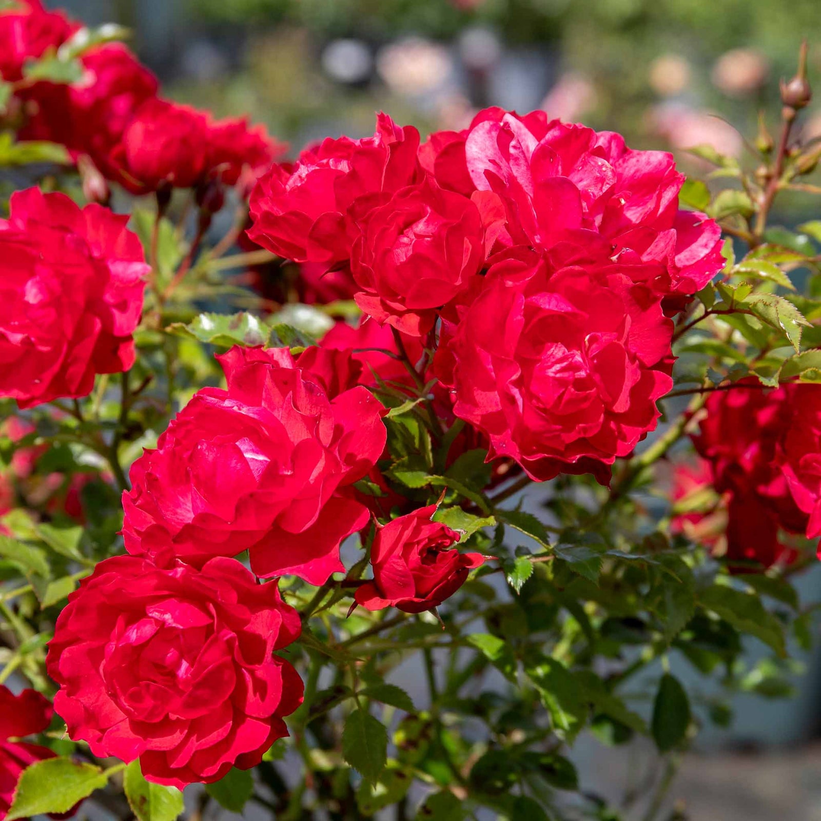 Raspberry Royale Patio Rose 40cm | 1 x Bare Root | Red