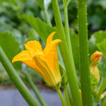 Courgette (zucchini) | 6 x Jumbo Plugs | Green