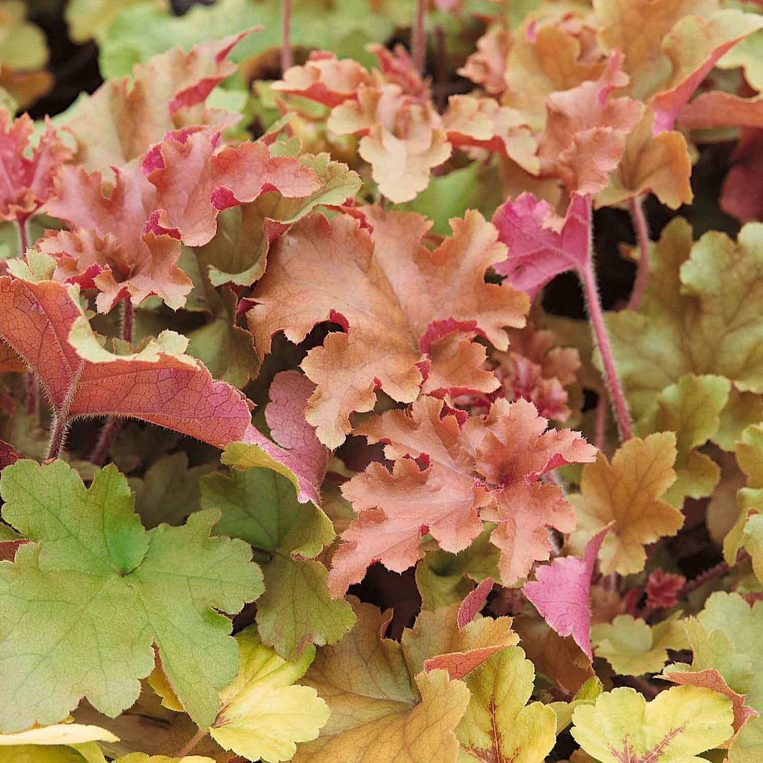 Heuchera ‘marmalade’ Marshalls Garden — Evergreen Perennial With Amber-peach Frilled Foliage (rhs Agm) | 1 x 9cm | Amber