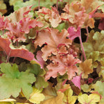 Heuchera 'marmalade', Evergreen Frilled Foliage, 50 Cm | 1 x 2L | Pink & Brown