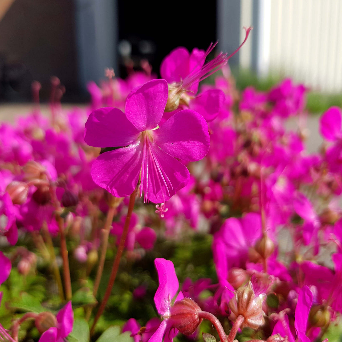 Hayloft Geranium X Cantabrigiense 'intense' - 9cm Pots