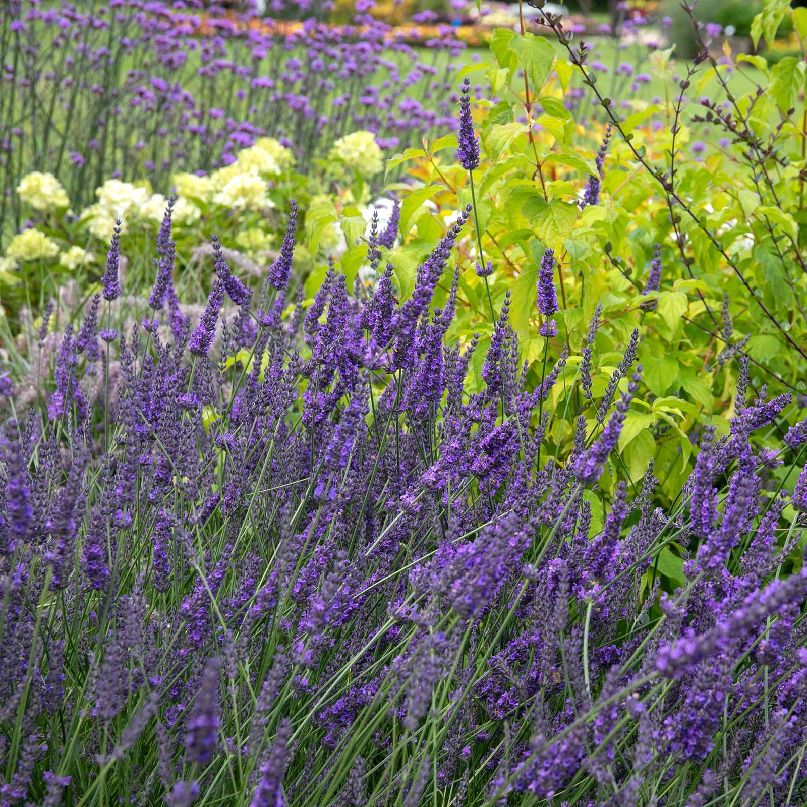Lavender 'phenomenal' - Hardy French Hybrid, Fragrant, Pollinator-friendly | 1 x 2L | Purple