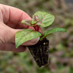 Fuchsia 'bella Rosella' Trailing Double Pink 30cm | 12 x Plug Plants