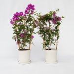 Paper Flower - 2 Pcs. - Bougainvillea 'alexandra' - Height 50-60cm - ⌀17cm