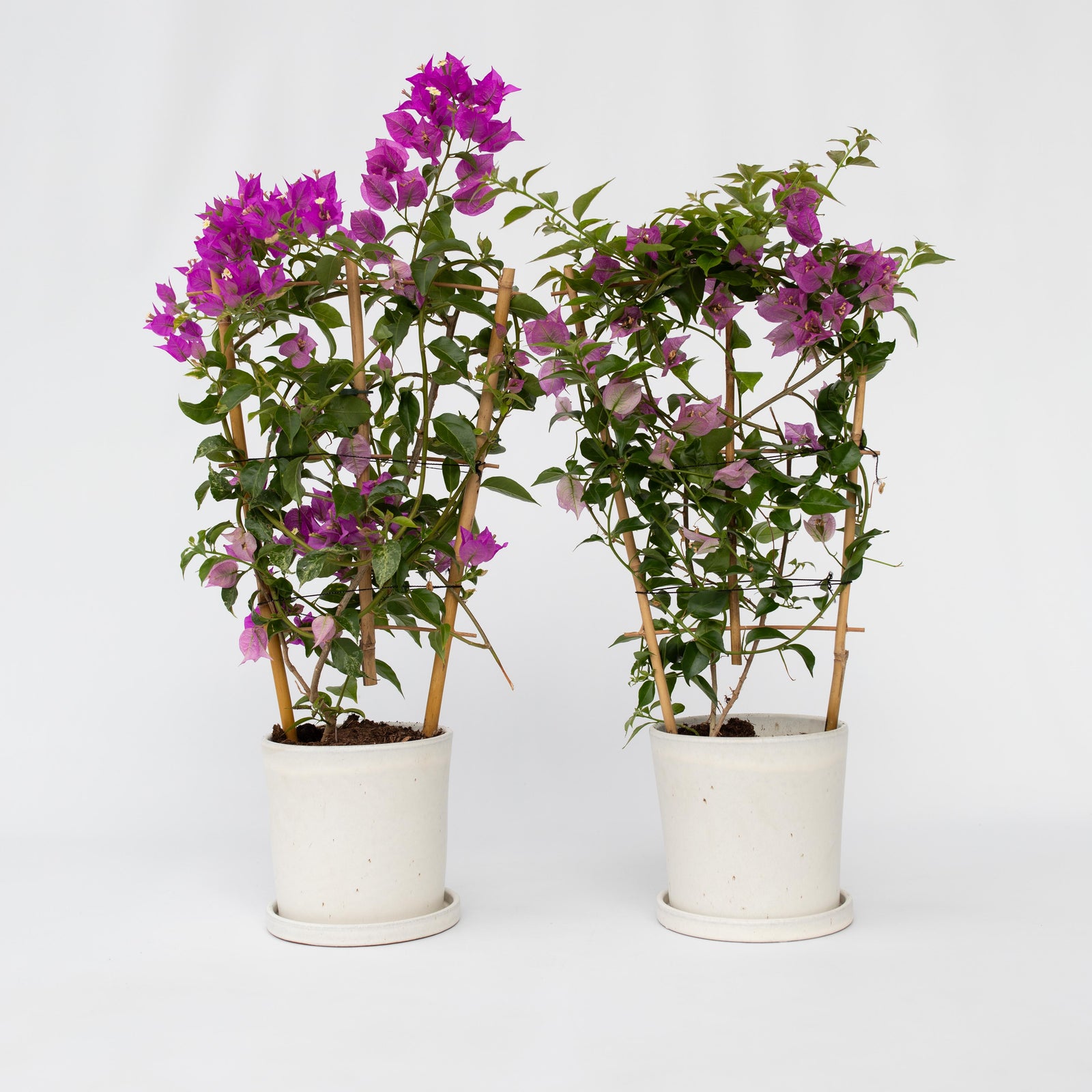 Paper Flower - 2 Pcs. - Bougainvillea 'alexandra' - Height 50-60cm - ⌀17cm