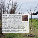 Crab Apple Tree 'golden Hornet' (malus) | 1 x Bare Root | Light Goldenrod Yellow