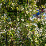 Star Jasmine - Trachelospermum Jasminoides | 3 x 9cm | White