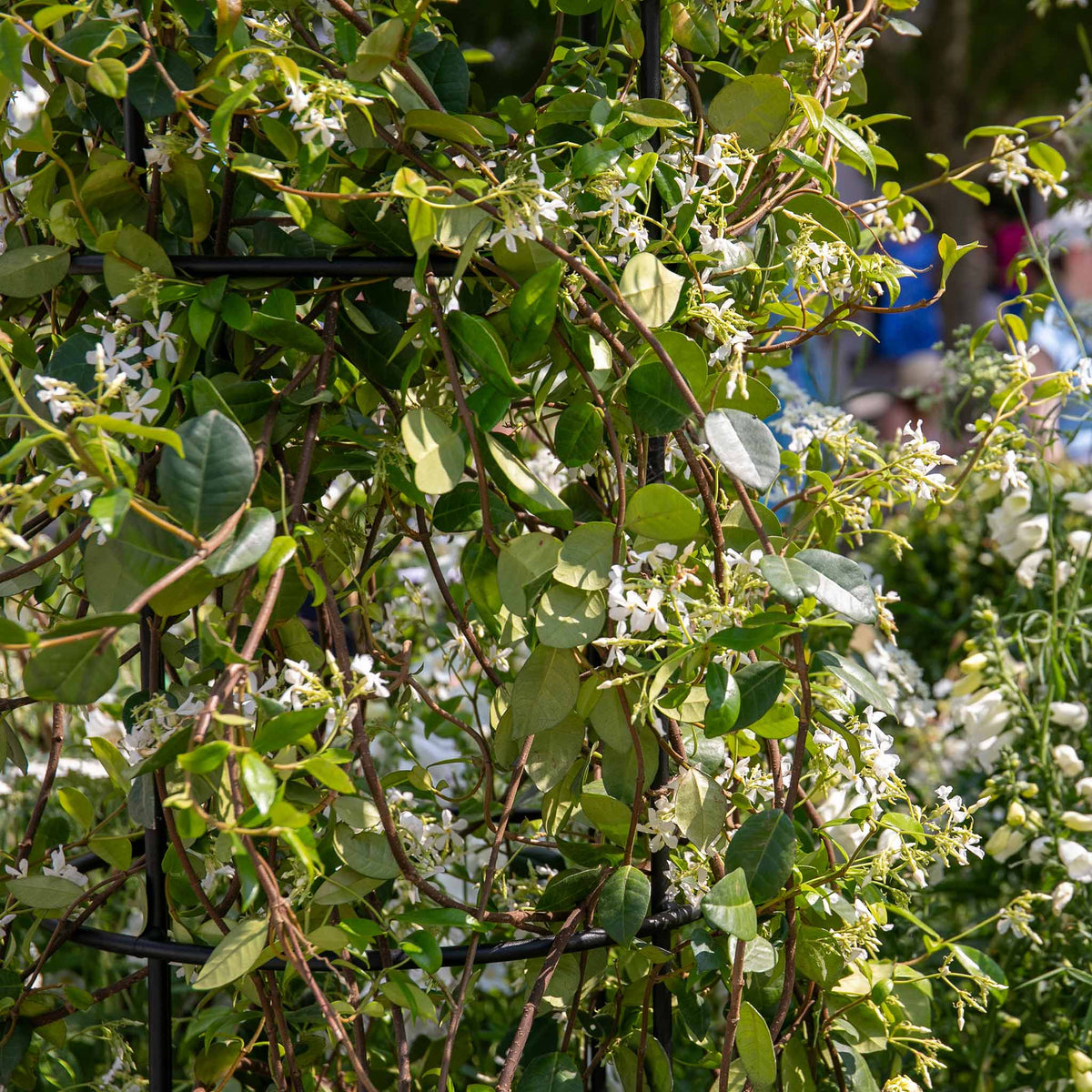 Star Jasmine - Trachelospermum Jasminoides | 3 x 9cm | White