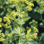Everlasting Perennial Collection - plug plants | Set of 10 | Multi
