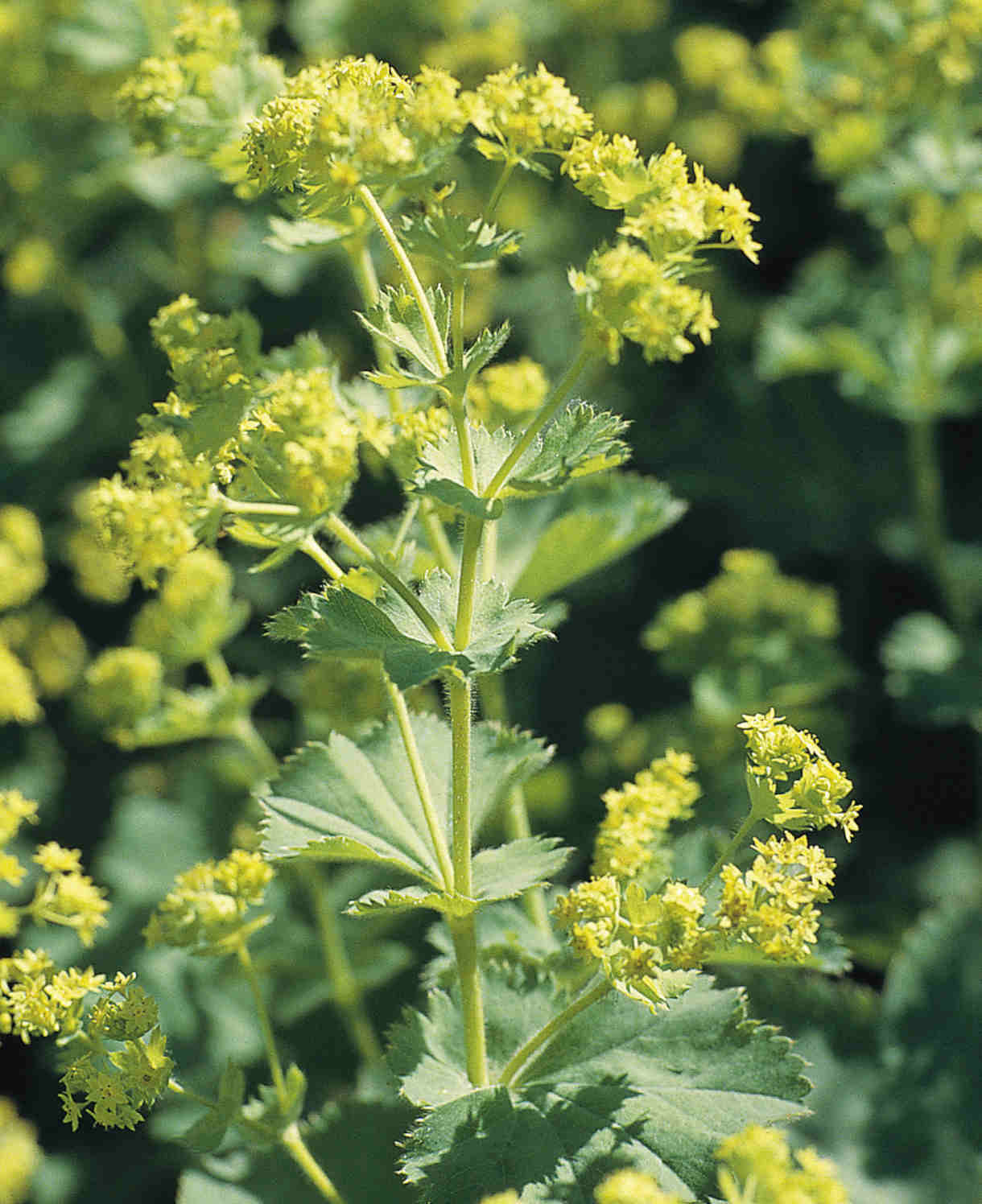 Everlasting Perennial Collection - plug plants | Set of 10 | Multi