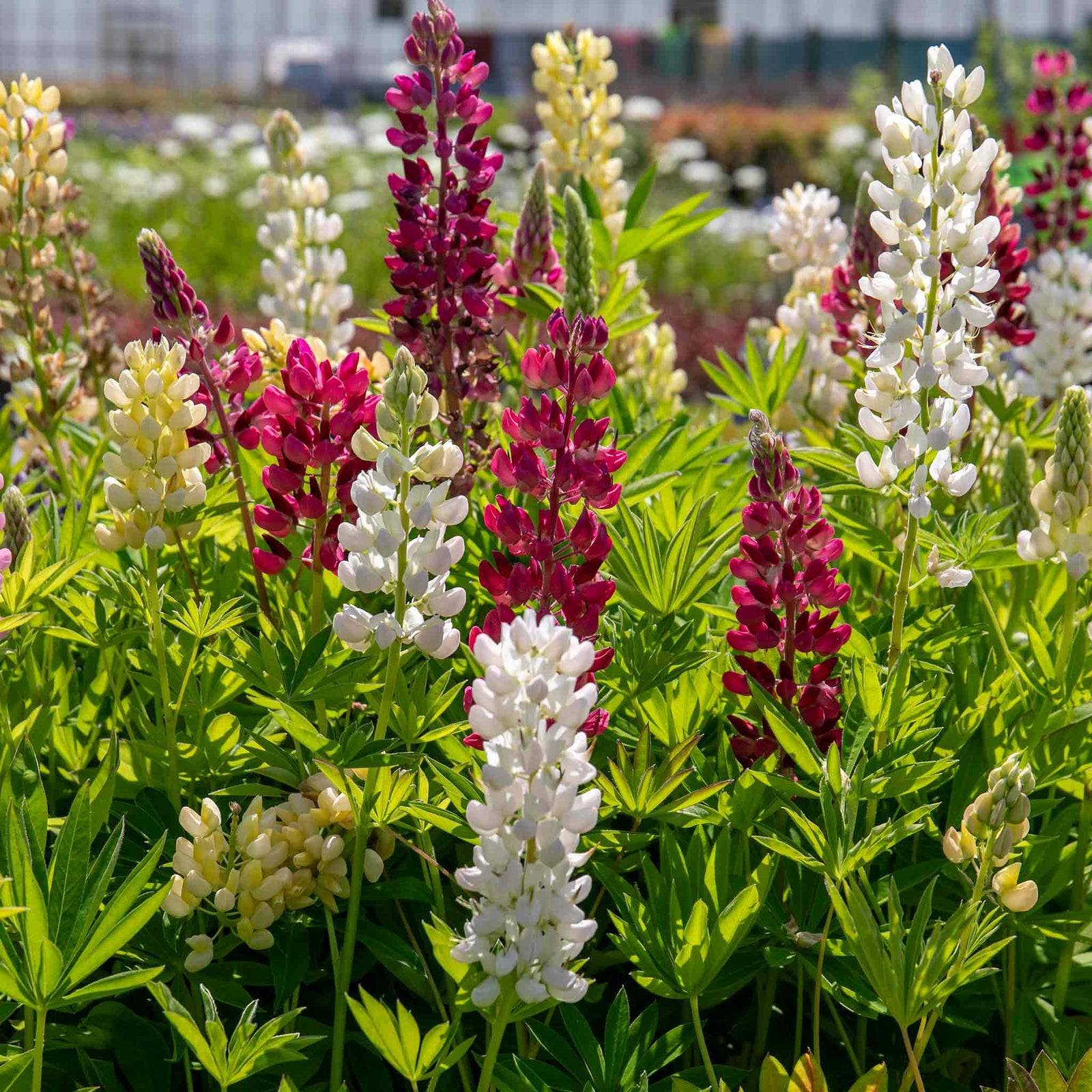Lupin 'legendary Mix' - Tall Pollinator-friendly Perennial | 3 x Jumbo Plugs | Multi