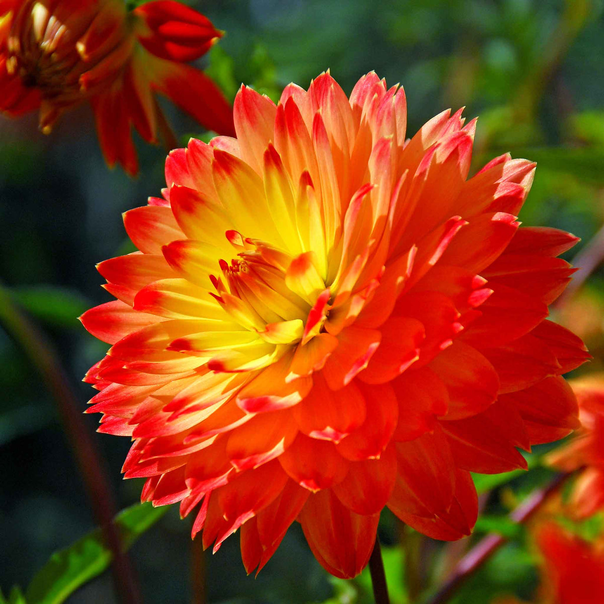 Dahlia Tuber 'procyon' - Yellow & Orange, 90-120 Cm | Set of 1 | Orange & Yellow