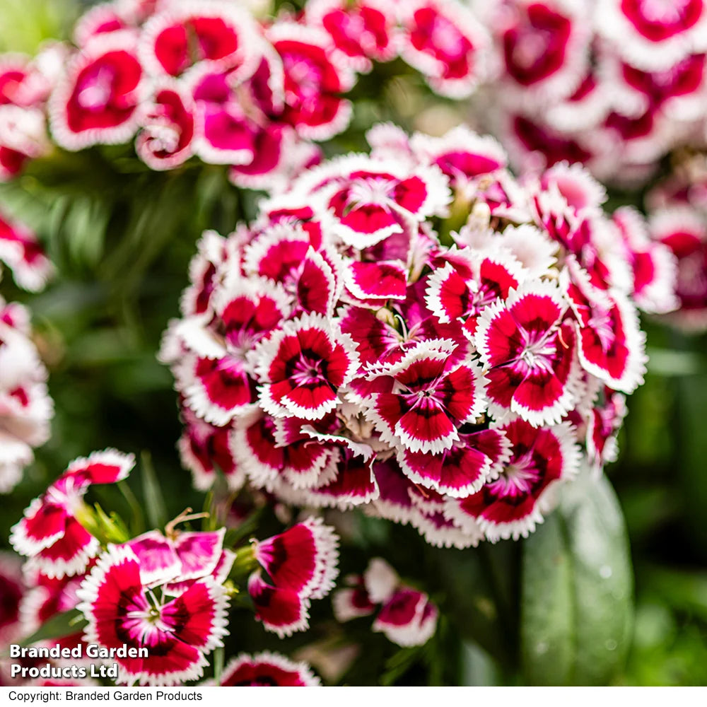 Dianthus 'dart Red White Picotee' Bicolour Garden Ready Perennial Plants | 12 x Garden Ready Plants