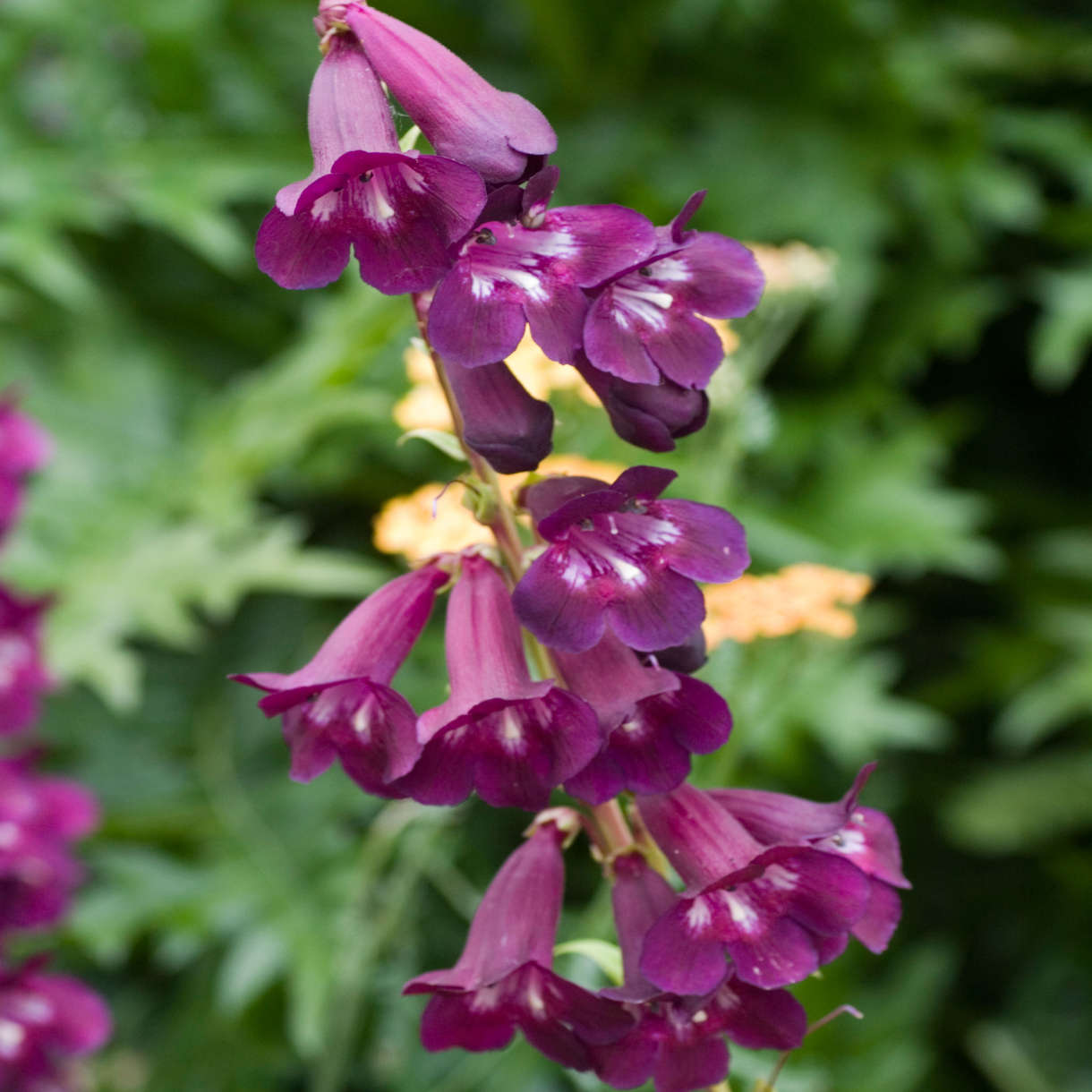 Penstemon Raven - 9cm Pots | 1 x 9cm | Purple