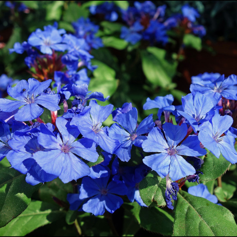 Ceratostigma Plumbaginoides - Hardy Plumbago 1 X 9cm Pot