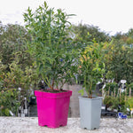 Blueberry 'pink Berry' - Compact Pink-fruited Blueberry Plant | 2L