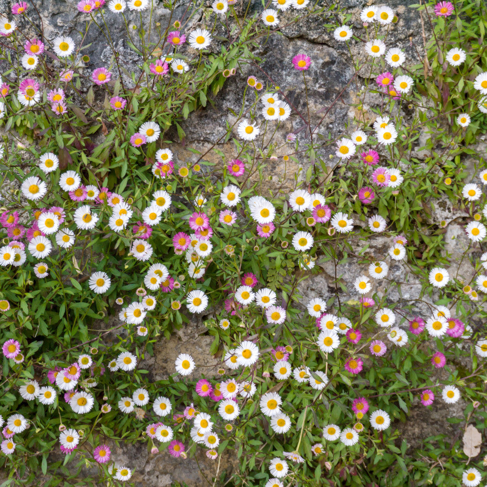 Erigeron Karvinskianus - Mexican Fleabane | 5 x 9cm | Multi