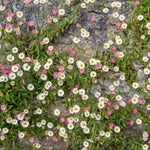 Erigeron Karvinskianus - Mexican Fleabane | 1 x 9cm | Multi