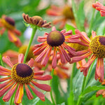 Hayloft Helenium Loysder Wieck - 3 x 9cm Pots
