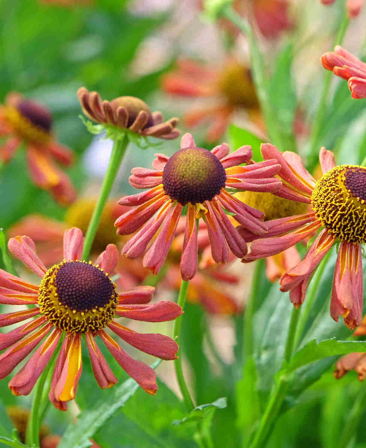 Hayloft Helenium Loysder Wieck - 3 x 9cm Pots