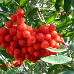 Sorbus Commixta Mountain Ash Tree 6ft Tall Supplied In A 12 Litre Pot