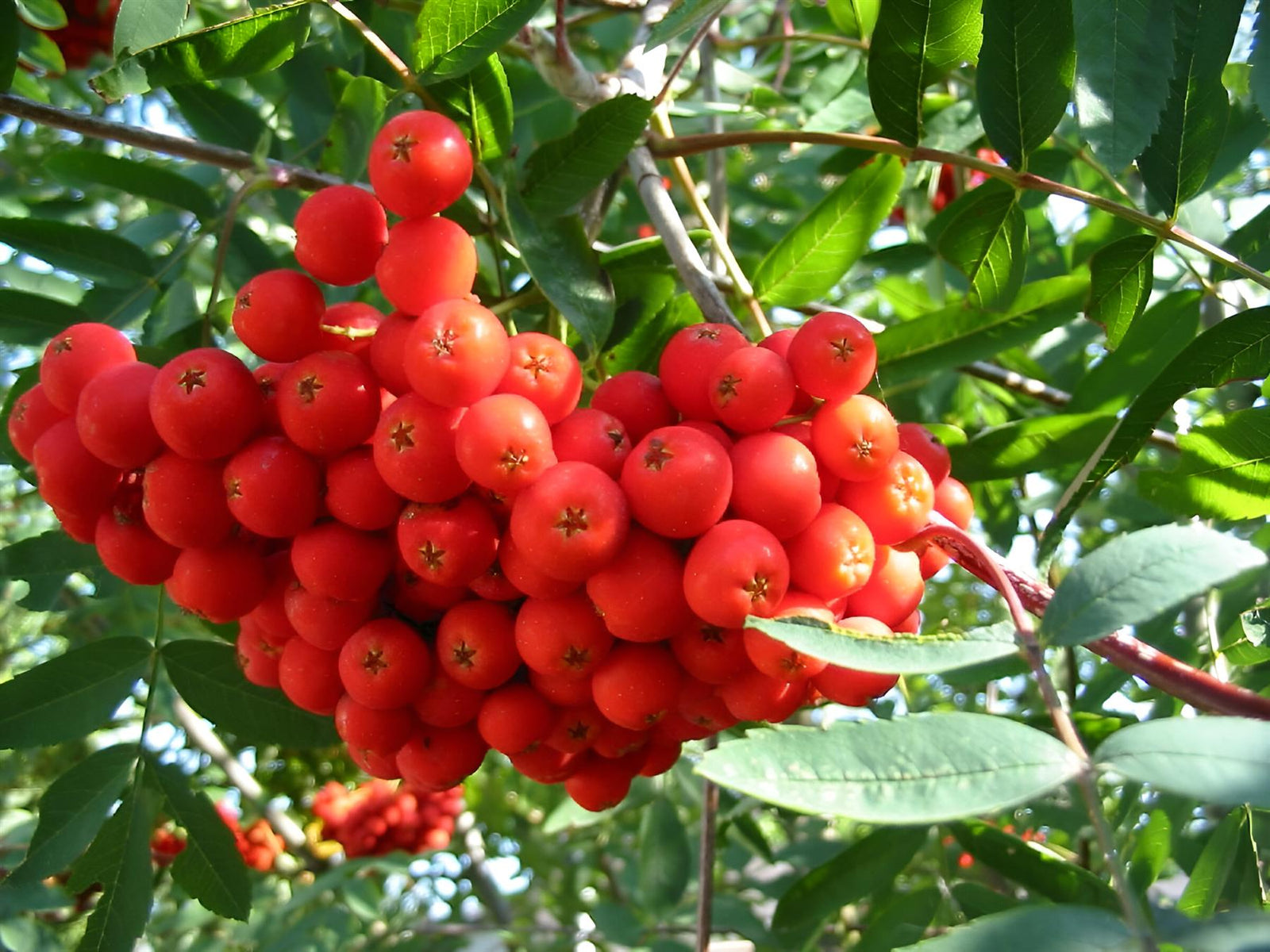Sorbus Commixta Mountain Ash Tree 6ft Tall Supplied In A 12 Litre Pot