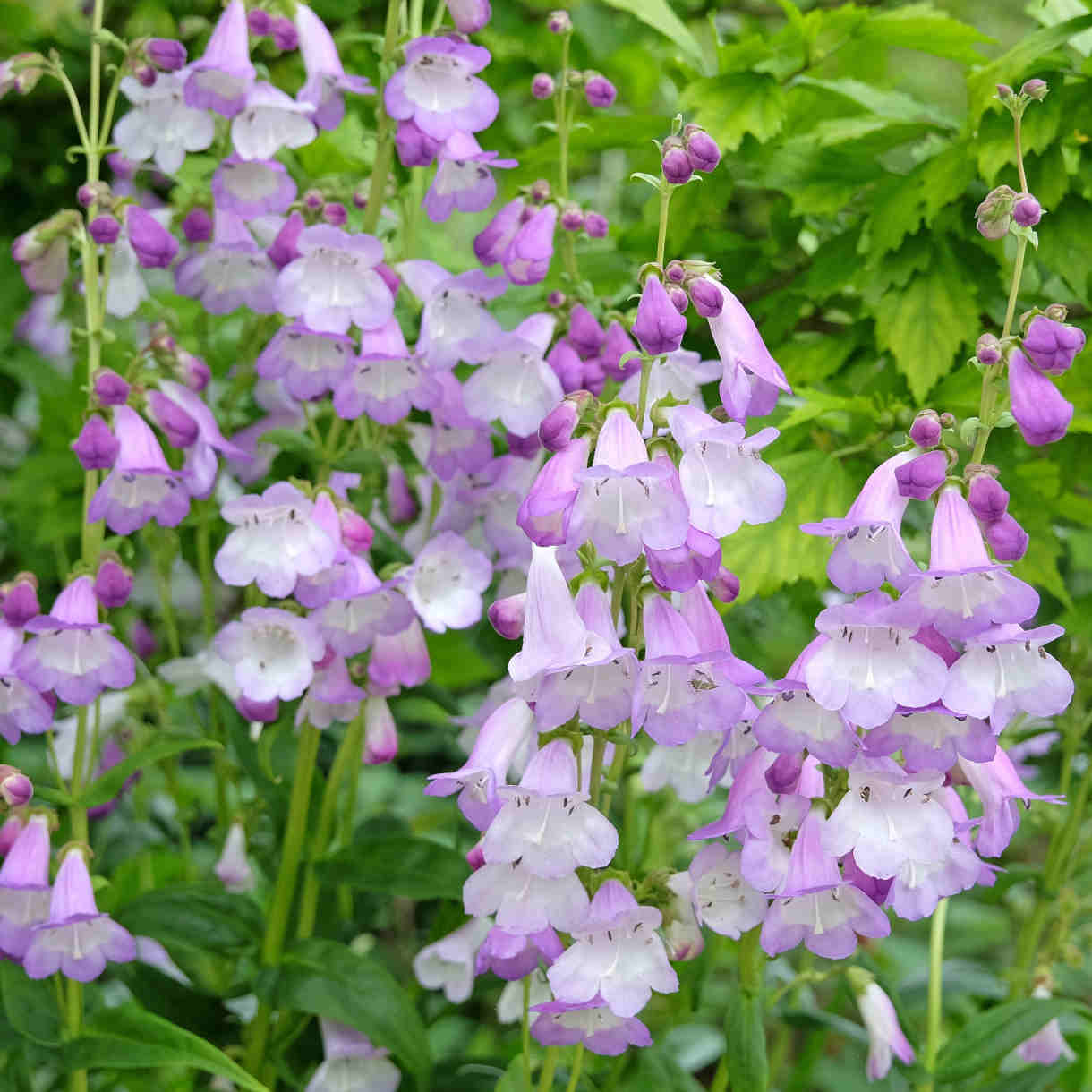 Penstemon Collection - 9cm Pots | 6 x 9cm | Mixed