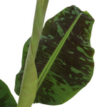 Canary Banana - 2 Pcs. - Musa 'dwarf Cavendish' - Height 90-100cm - ⌀21cm | Set-of-2 | Green