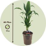 Dragon Tree - 2 Pcs. - Dracaena Deremensis 'janet Craig' - H60-70cm - ⌀17cm | Set of 2 | Green