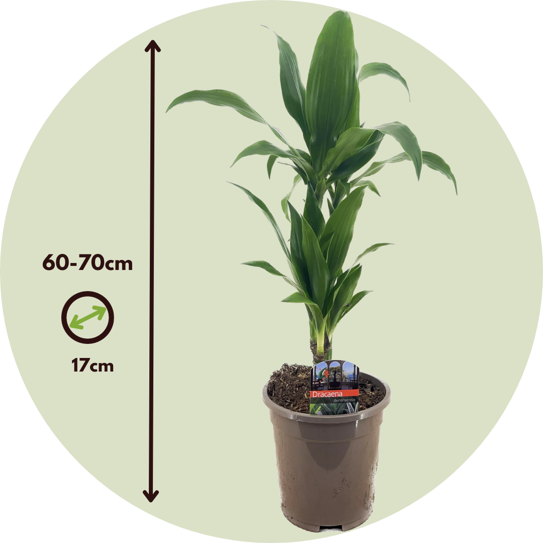 Dragon Tree - 2 Pcs. - Dracaena Deremensis 'janet Craig' - H60-70cm - ⌀17cm | Set of 2 | Green