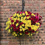 Thompson & Morgan Petunia Summer Nights Preplanted Hang Basket 10in (25cm) X1